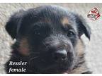 Ressler German Shepherd Dog Puppy Female