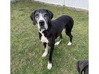 Max (Courtesy Post) Great Dane Adult Male