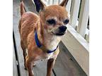 Super Sid ~ Chihuahua Young Male