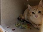 Donnell Domestic Shorthair Male