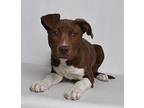 Maisy American Pit Bull Terrier Puppy Female