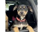 Adopt Nemo a Labrador Retriever, Black and Tan Coonhound