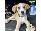 Adopt Squirt a Retriever, Hound