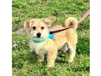 Adopt Paxton a Wirehaired Terrier, Mixed Breed
