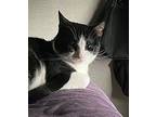 Max Domestic Shorthair Adult Male