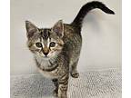 Minneopa Domestic Shorthair Kitten Female