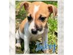Adopt Jockey a Jack Russell Terrier, Mixed Breed