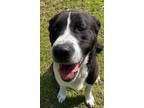 Bogie(HW+) Border Collie Young Male