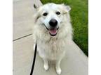 Adopt Brutus a Great Pyrenees, Mixed Breed