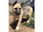 Adopt George a German Shepherd Dog