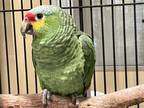 Adopt CAPTAIN FLINT a Parrot (Other)