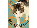 Somersault Domestic Shorthair Young Male