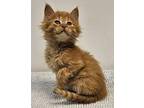 Hinckley Domestic Longhair Kitten Male