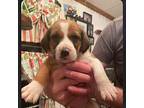 Benny Beagle Puppy Male