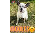 Giggles Australian Cattle Dog Young Female