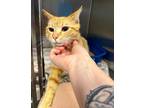 Jersey New Domestic Shorthair Adult Male