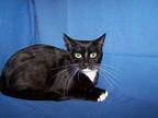 Antoinette Domestic Shorthair Young Female