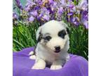 Miniature Australian Shepherd Puppy for sale in Boston, MA, USA