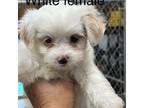 Mutt Puppy for sale in White Oak, GA, USA