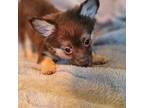 Chihuahua Puppy for sale in Tampa, FL, USA