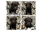 Mutt Puppy for sale in Xenia, IL, USA