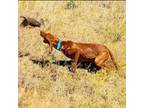 Vizsla Puppy for sale in The Dalles, OR, USA