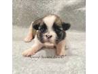 Shih Tzu Puppy for sale in Crawfordsville, IN, USA