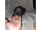 Great Dane Puppy for sale in Coshocton, OH, USA