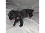 Great Dane Puppy for sale in Coshocton, OH, USA