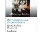 Akc Mona Champion Bloodline