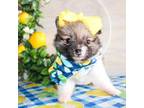 Pomeranian Puppy for sale in Paris, TX, USA