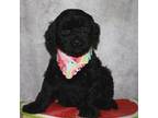 Portuguese Water Dog Puppy for sale in Lyons, NE, USA
