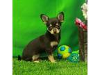 Chihuahua Puppy for sale in Hickory, NC, USA