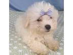 Zuchon Puppy for sale in Bloomington, IN, USA