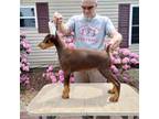 Doberman Pinscher Puppy for sale in Lynchburg, OH, USA