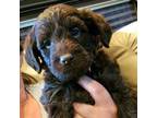 Miniature Labradoodle Puppy for sale in Casa Grande, AZ, USA