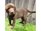 Labrador Retriever Puppy for sale in Donnellson, IA, USA