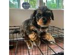 Schnauzer (Miniature) Puppy for sale in Moundville, AL, USA
