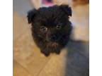 Pomeranian Puppy for sale in Crystal River, FL, USA