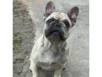 French Bulldog Puppy for sale in Okemah, OK, USA