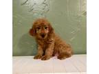 Mutt Puppy for sale in Clarita, OK, USA