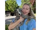 Australian Shepherd Puppy for sale in Germanton, NC, USA