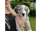 Willow-Purple / Blue Merle