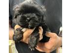 Shih-Poo Puppy for sale in Williamstown, KY, USA