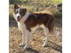 Border Collie Puppy for sale in Moody, TX, USA