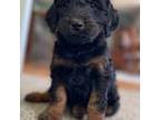 Goldendoodle Puppy for sale in Clarksville, MI, USA