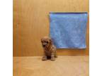 Poodle (Toy) Puppy for sale in Adairsville, GA, USA