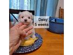 Daisy-4 weeks