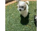 Havamalt Puppy for sale in Florence, AZ, USA