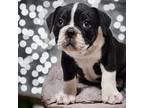 Olde English Bulldogge Puppy for sale in Niles, MI, USA